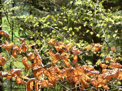 s&uuml;dlicher bayerischer Wald