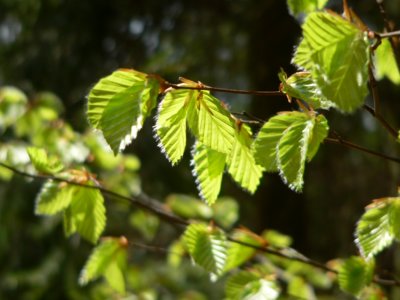 s&uuml;dlicher bayerischer Wald
