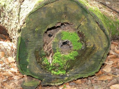 s&uuml;dlicher bayerischer Wald