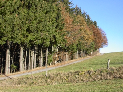 s&uuml;dlicher bayerischer Wald