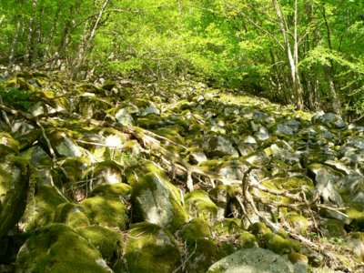 s&uuml;dlicher bayerischer Wald