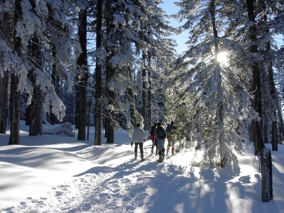 südlicher bayerischer Wald